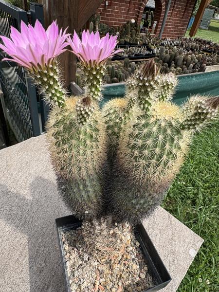Echinocereus websterianus